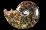 Polished, Agatized Ammonite (Cleoniceras) - Madagascar #94243-1